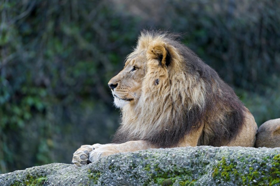 Mac os x Lion 10.7.5