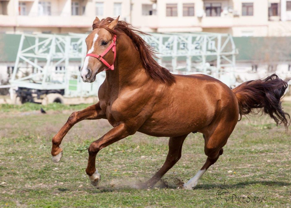 Карабахская Скаковая лошадь