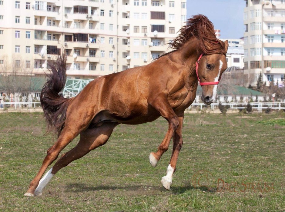Карабахская порода лошадей