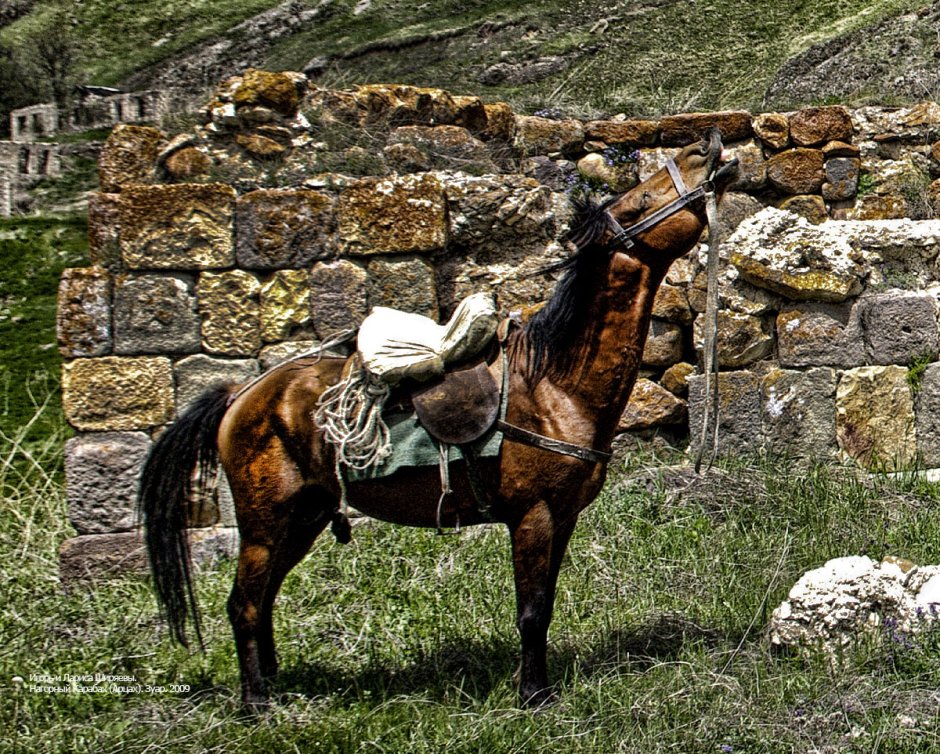 Карабахская Скаковая лошадь