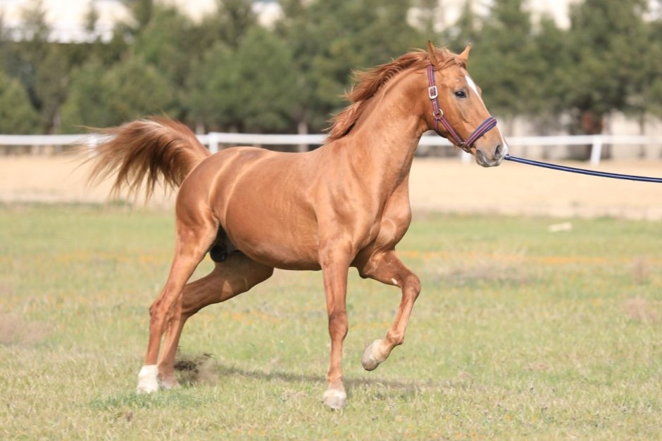 Development of Karabakh kind of Horses