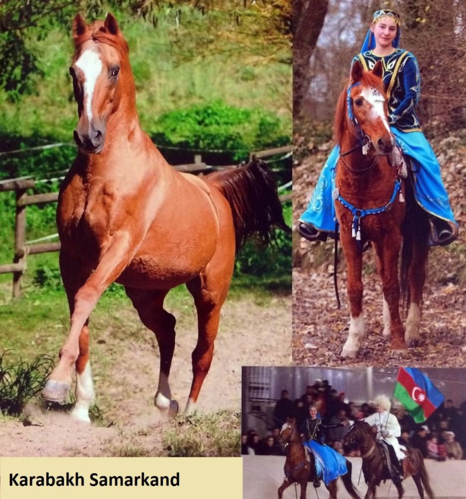 Ковбойские лошади породы