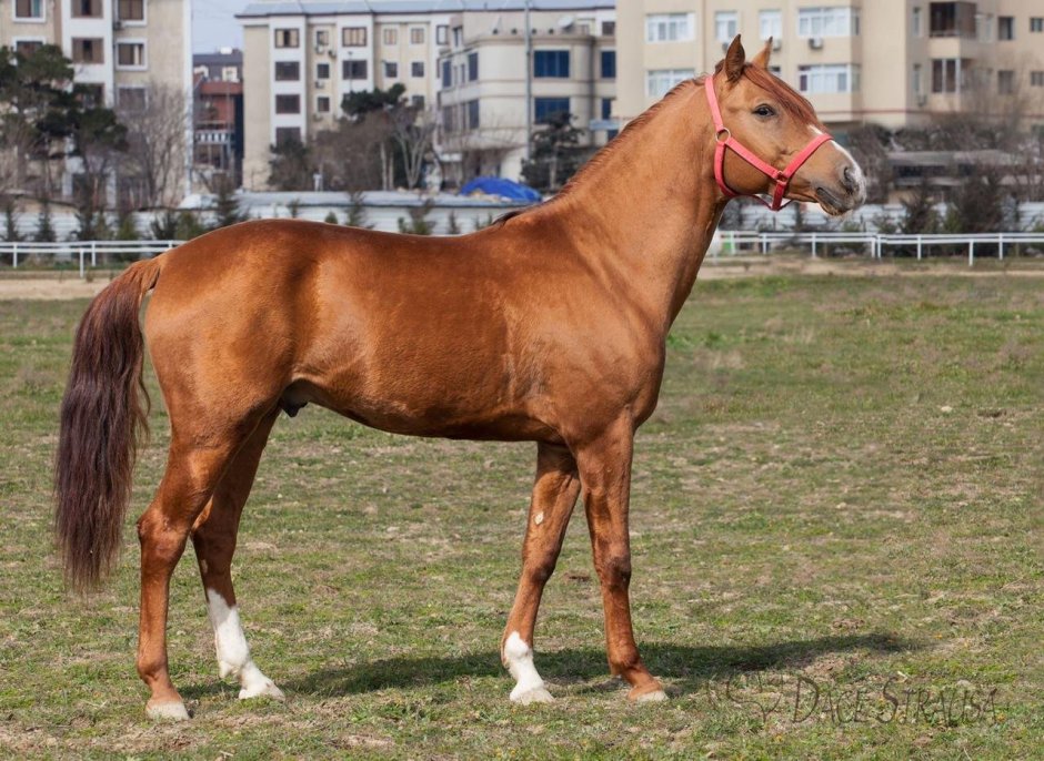Лошади Арцах