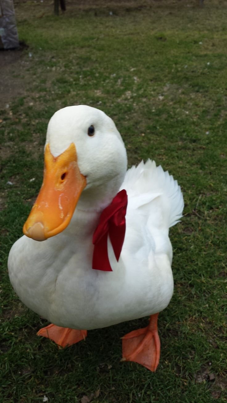 Модная утка