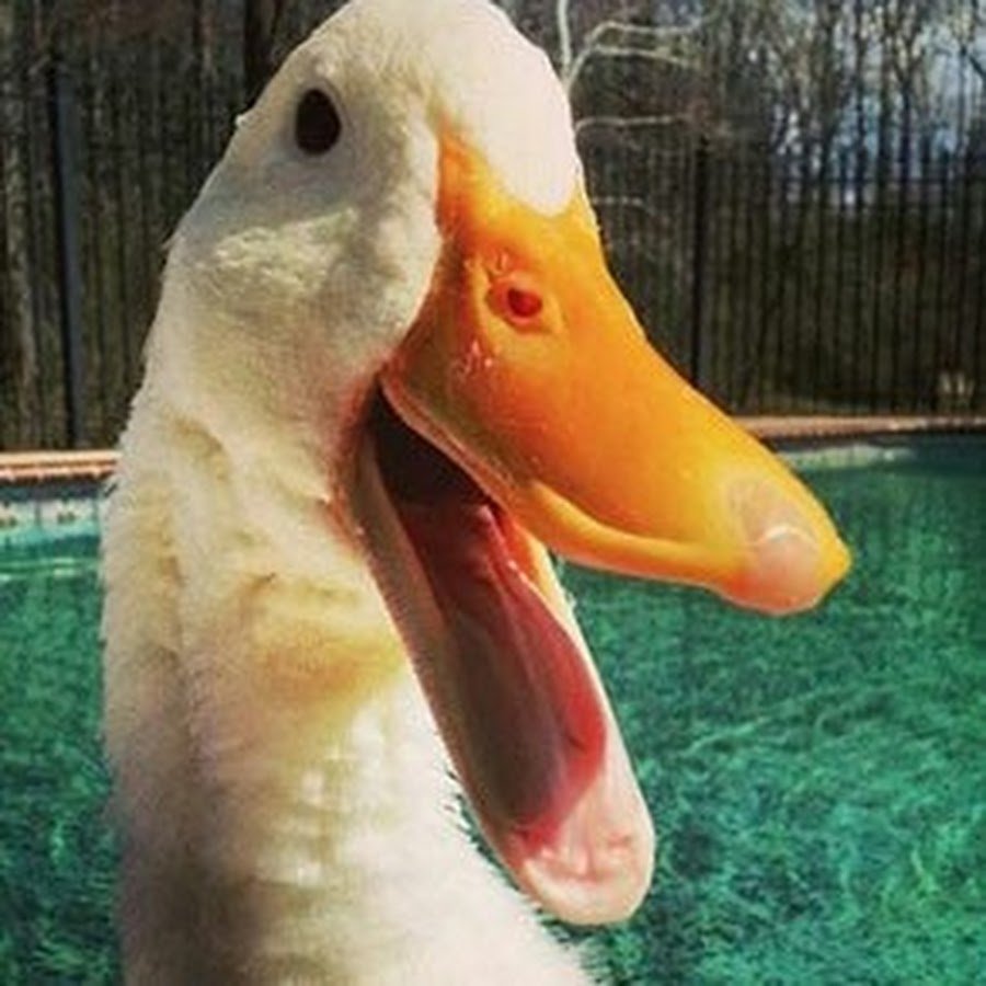 Утка смеется