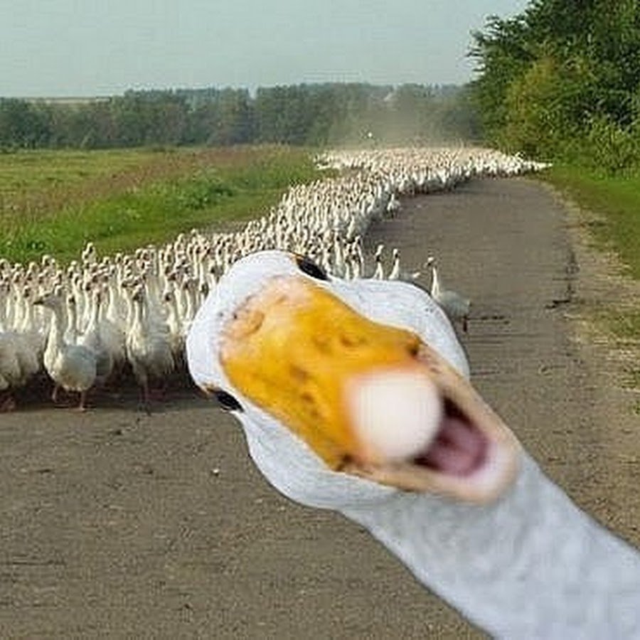 Любопытный Гусь