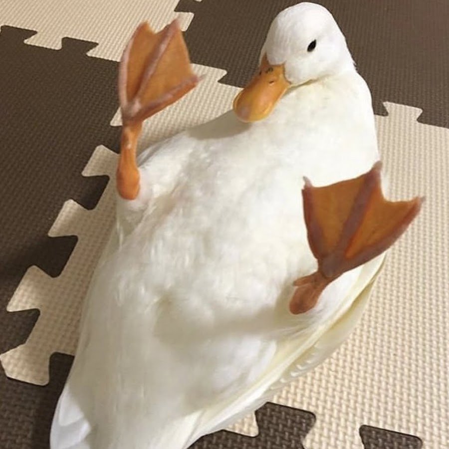 Гусь Эстетика