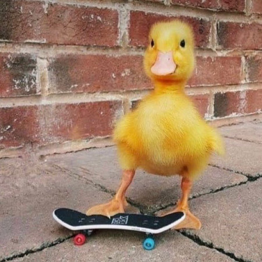 Смешные утята