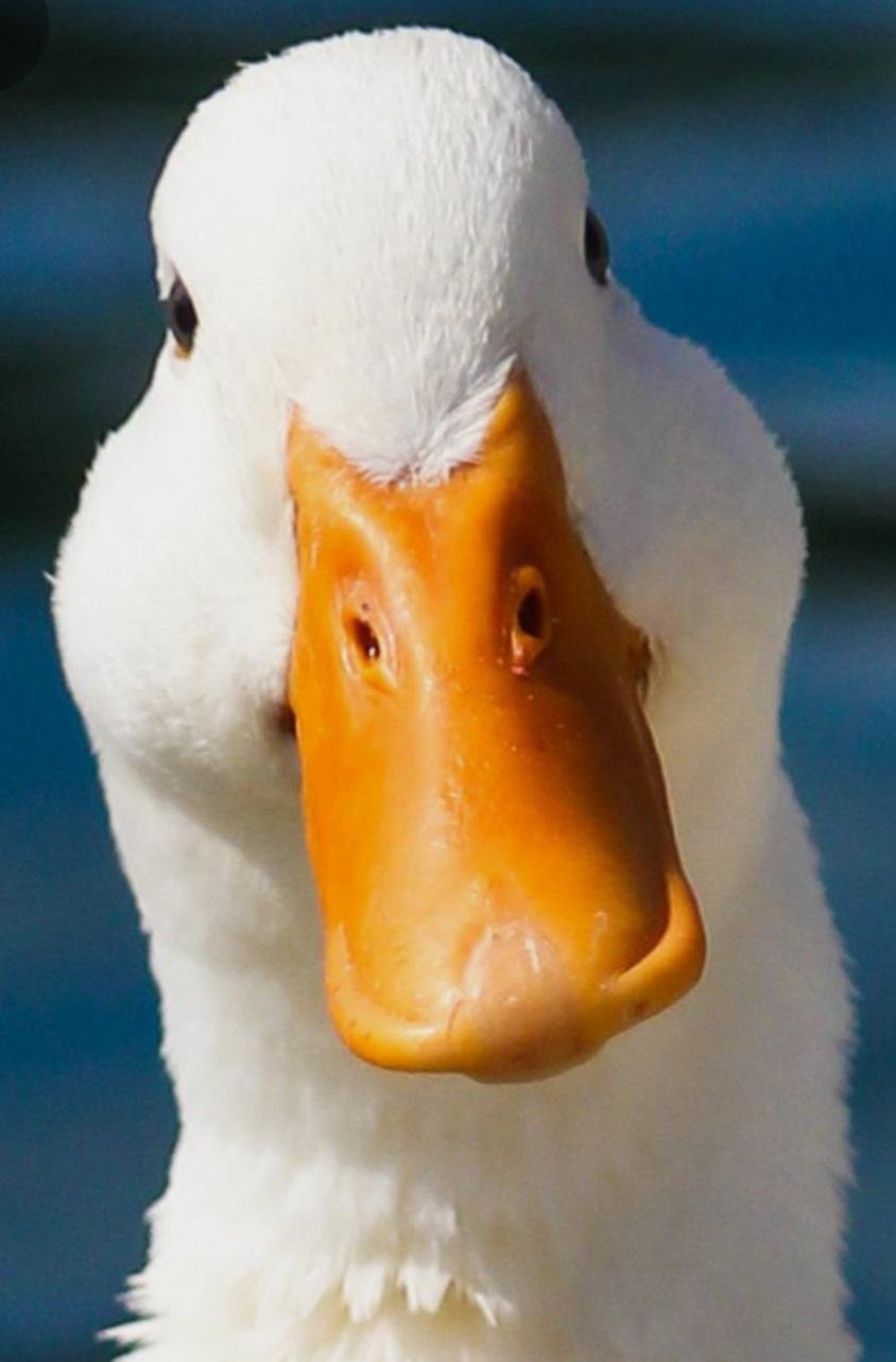 Смешные утята