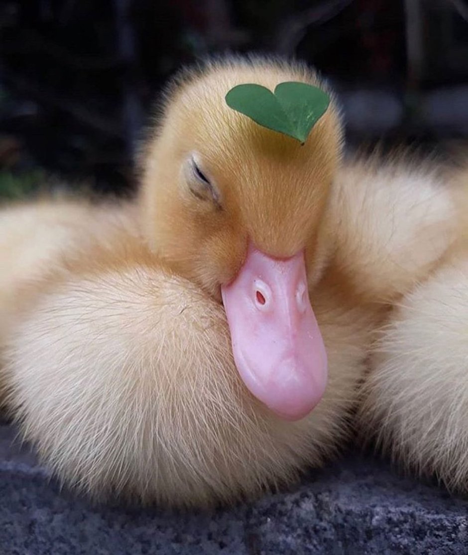 Милый утенок