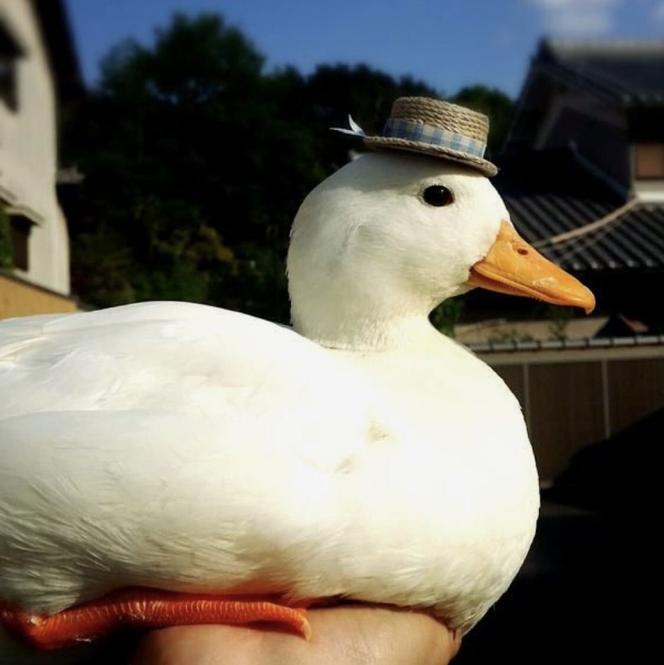 Пекинская утка