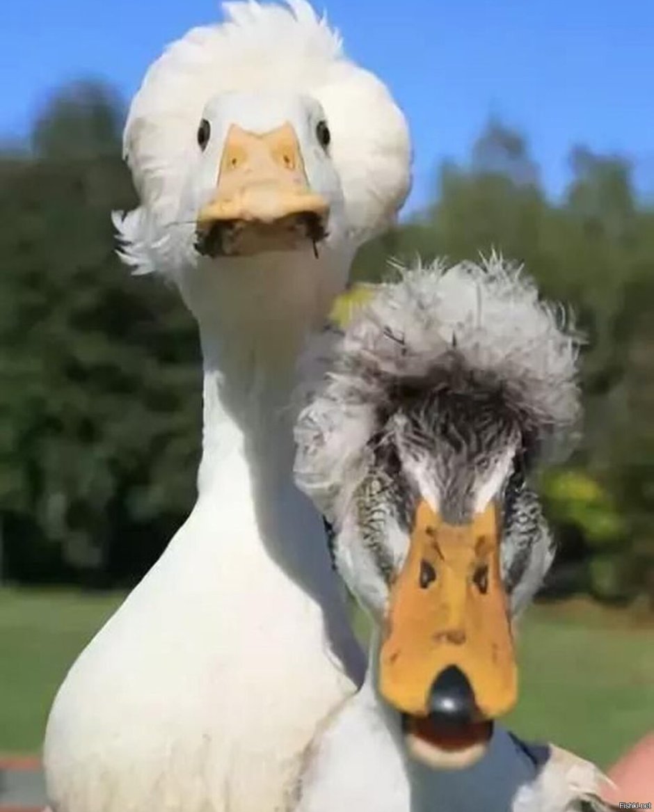 Кудрявая утка