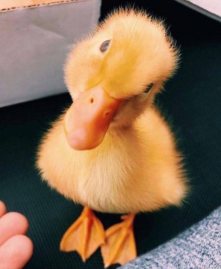 Смешные утята