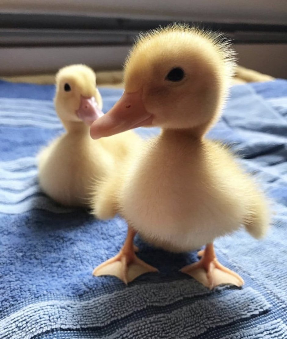 Красивая уточка