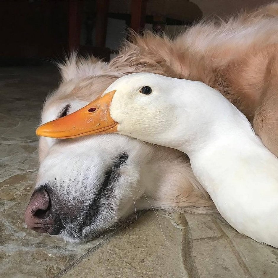 Смешная утка