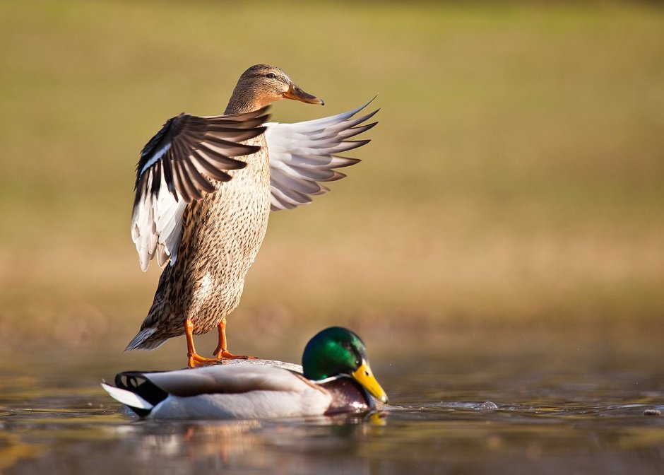 Гордая утка