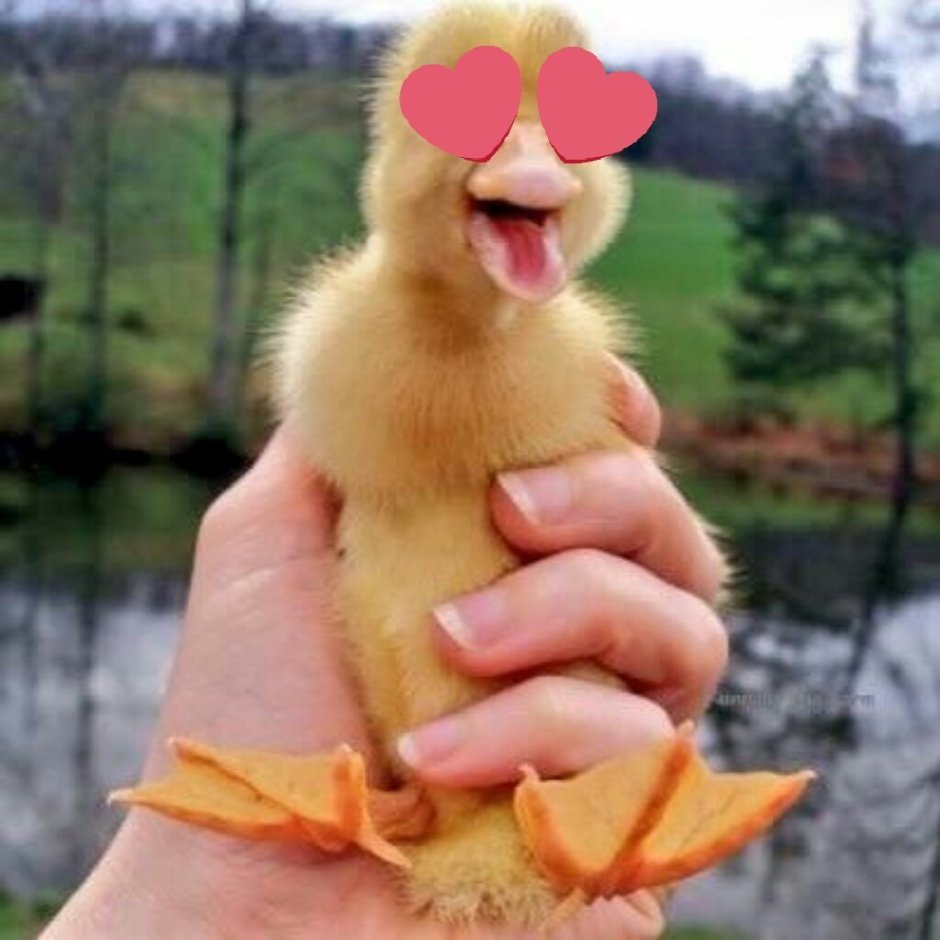 Смешные утята