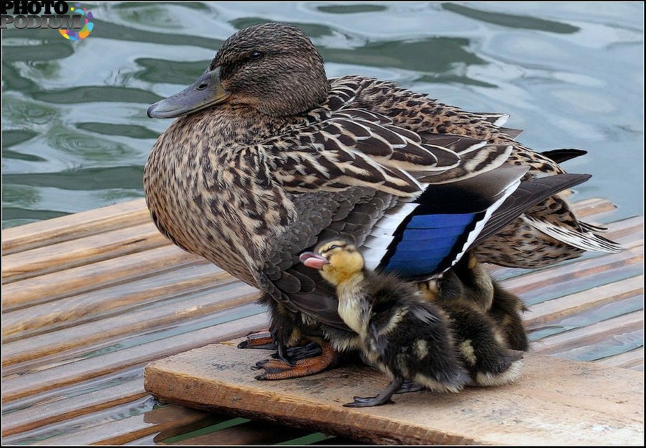 Удивленная утка