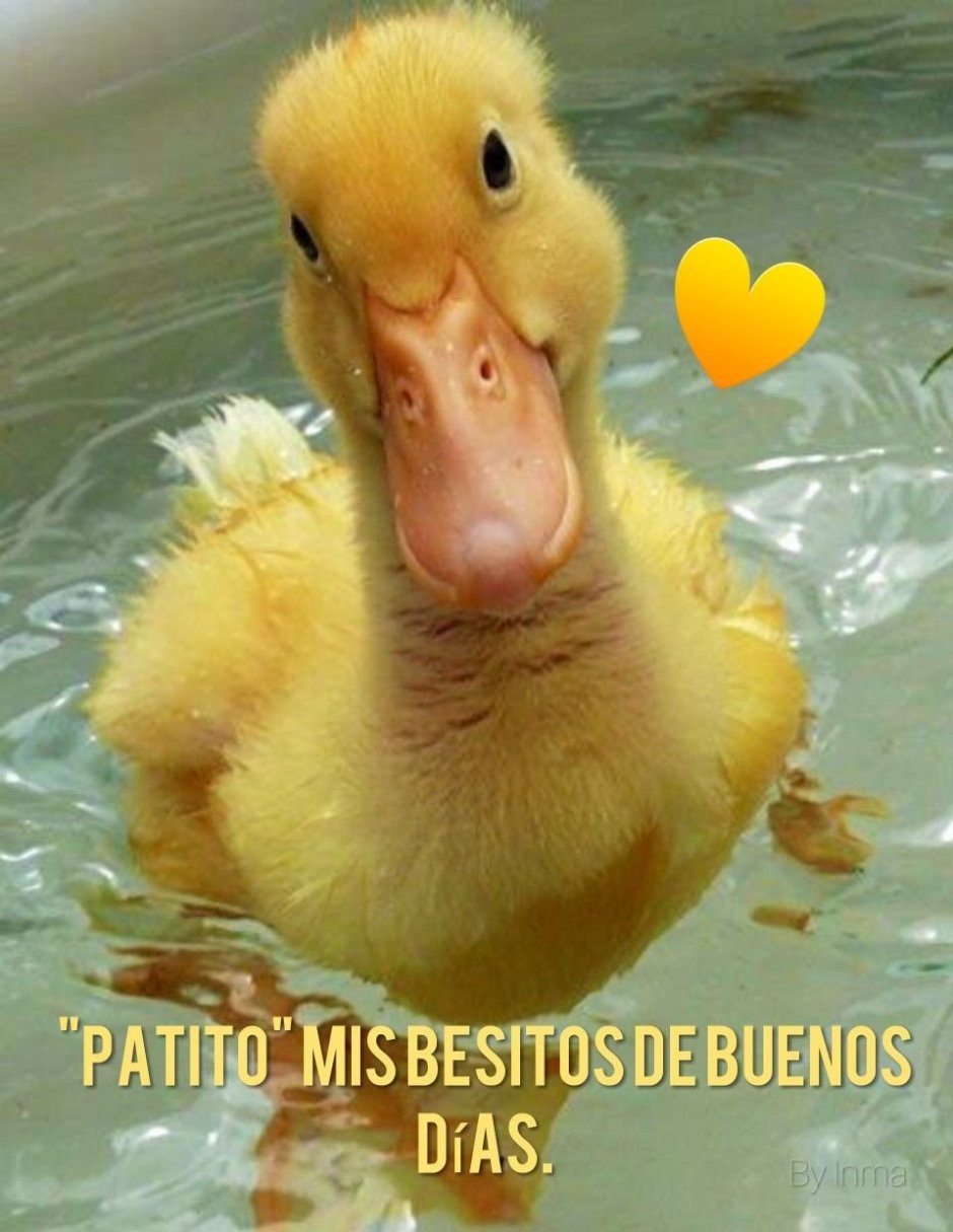 Утята прикол