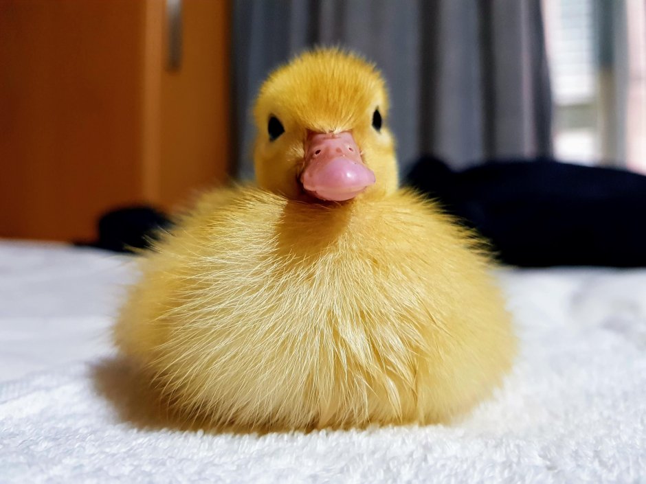 Утка желтая