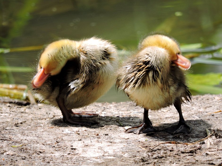 Утки на льду