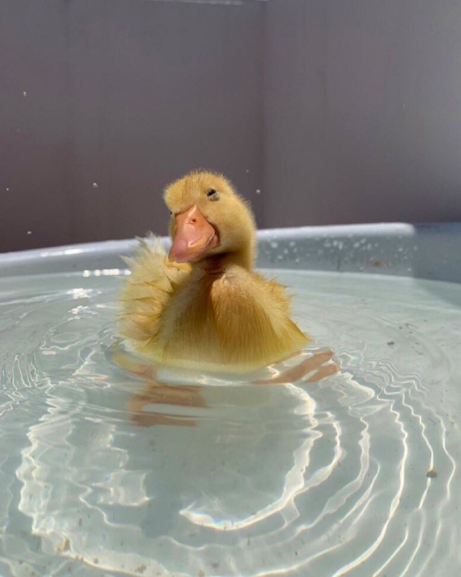 Смешные утята