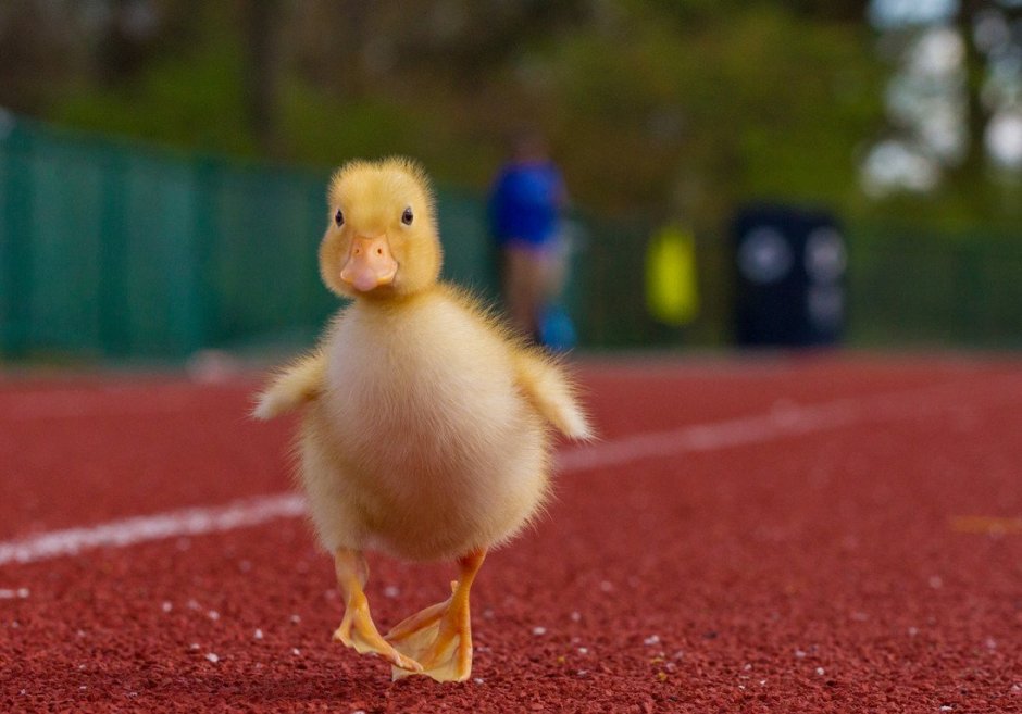 Смешная утка