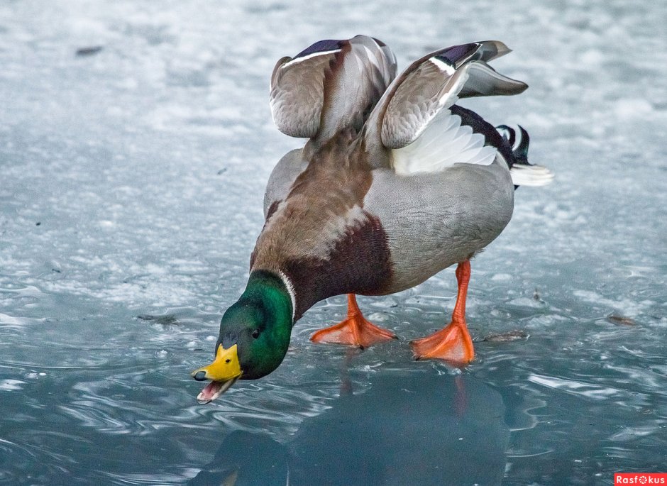Утки крякают