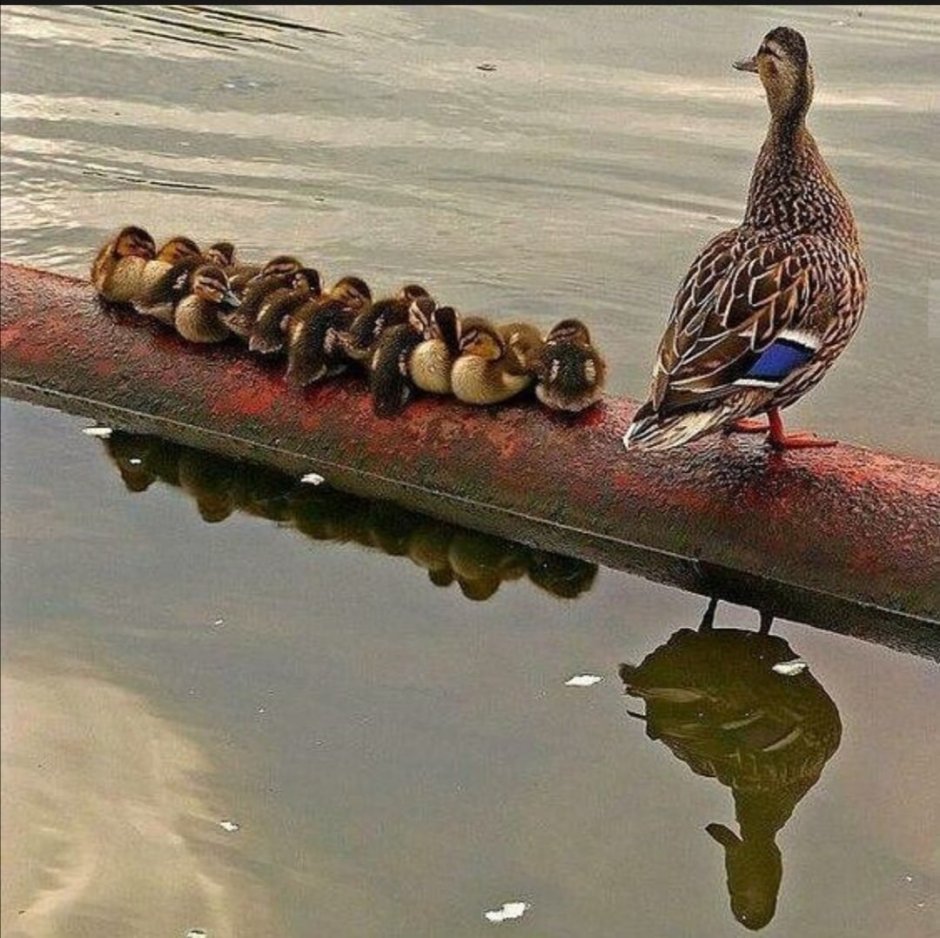 Смешные уточки