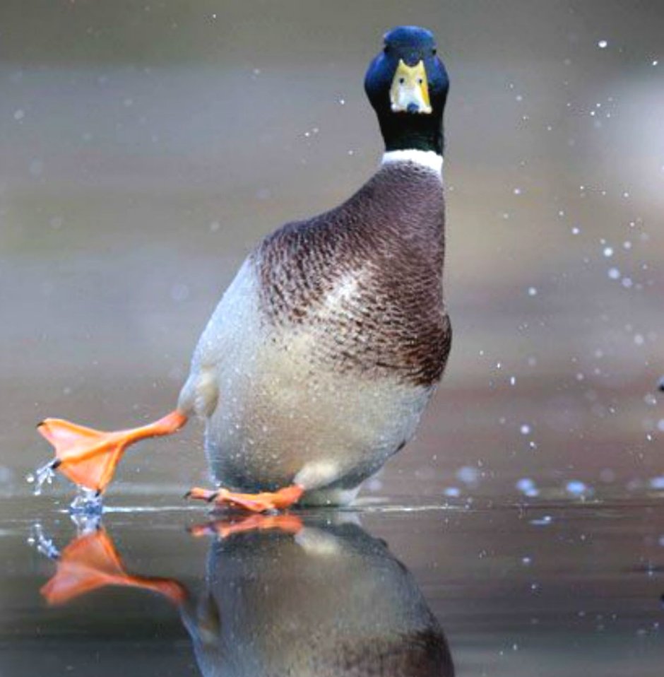 Цыпленок бежит