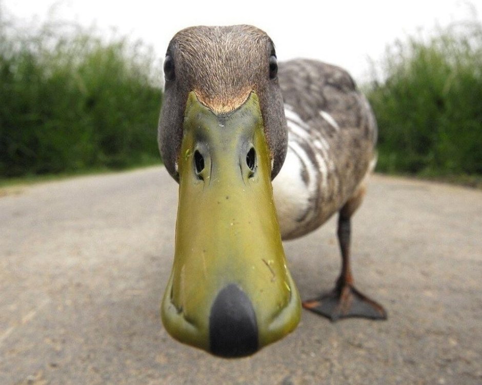 Странный Гусь