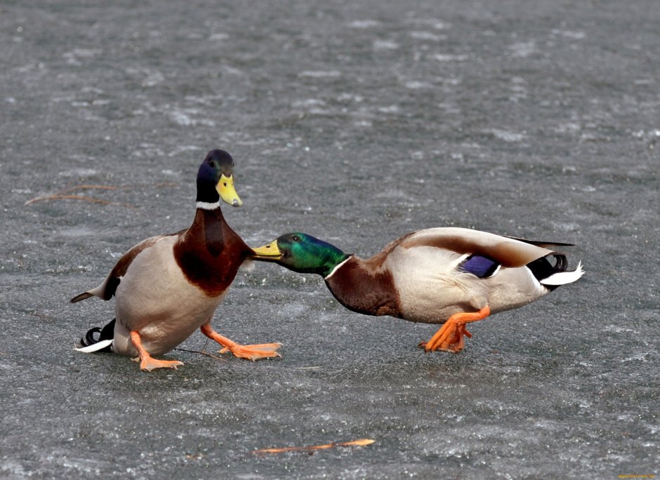 Смешные уточки