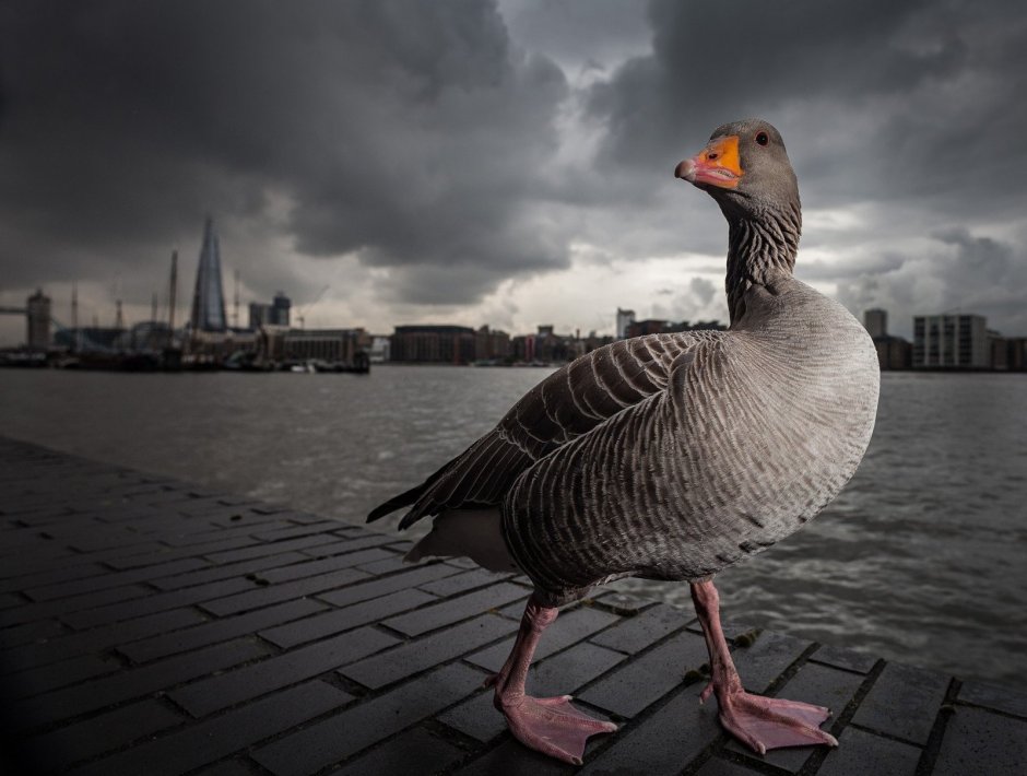 Милая уточка