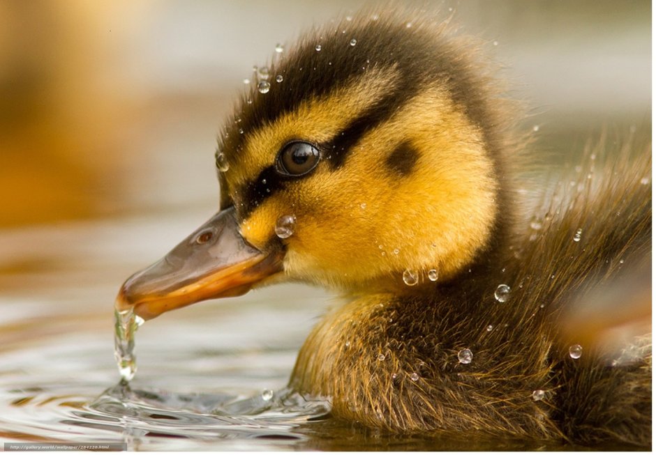 Креативная утка