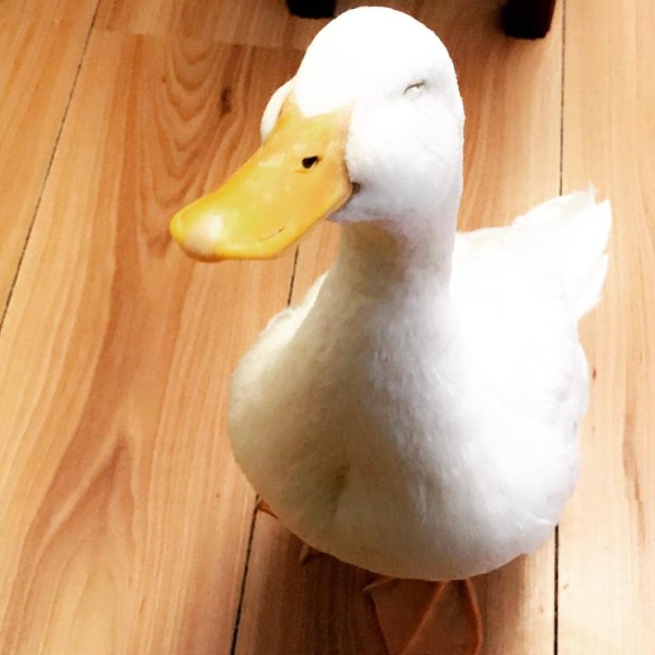 Смешные уточки