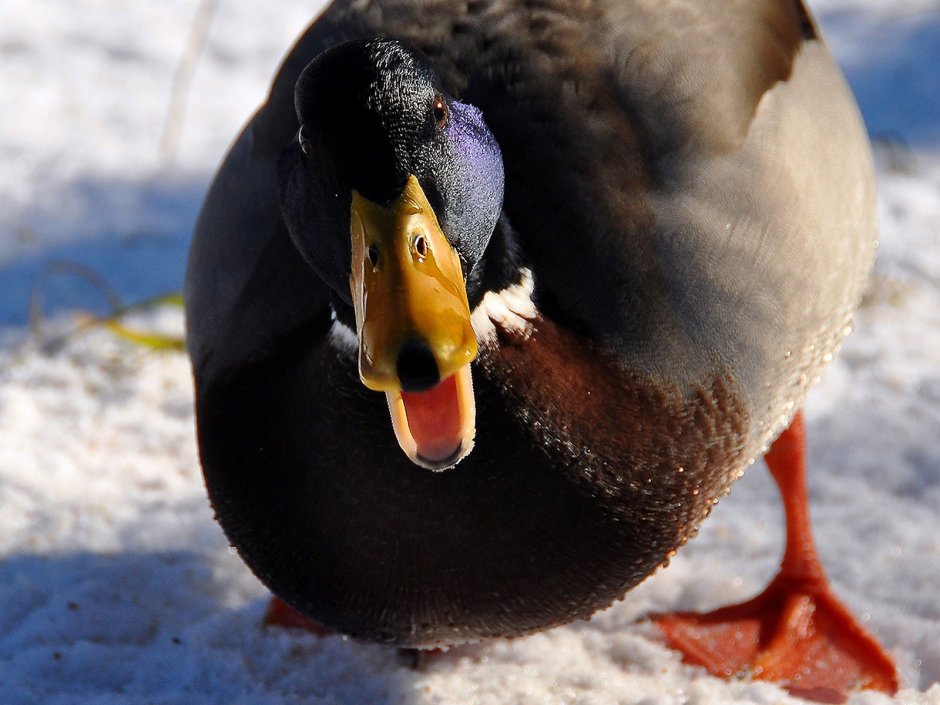 Милые утята