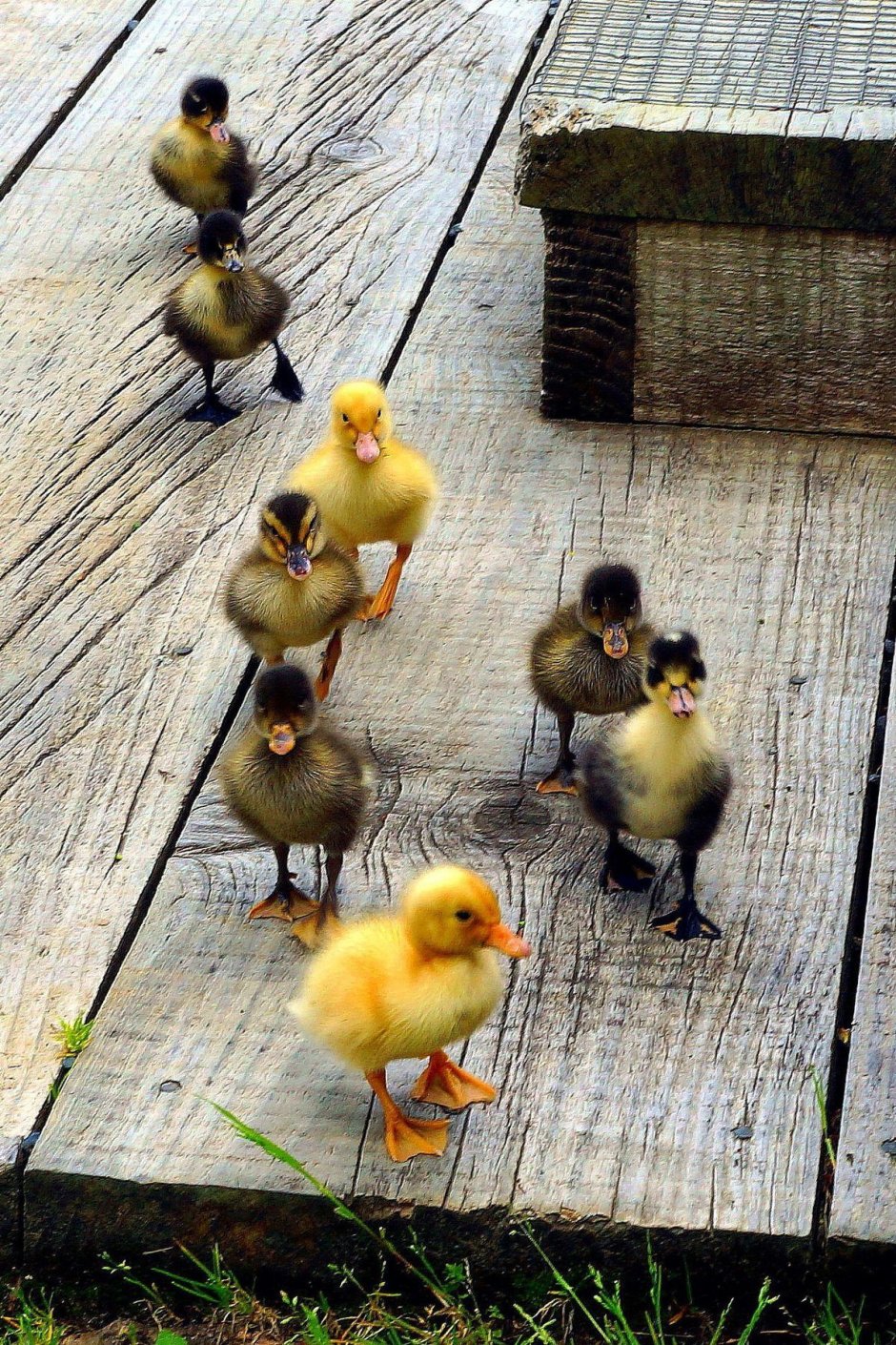 Утенок в ванной