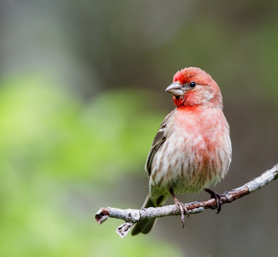 Большая чечевица (Carpodacus rubicilla)
