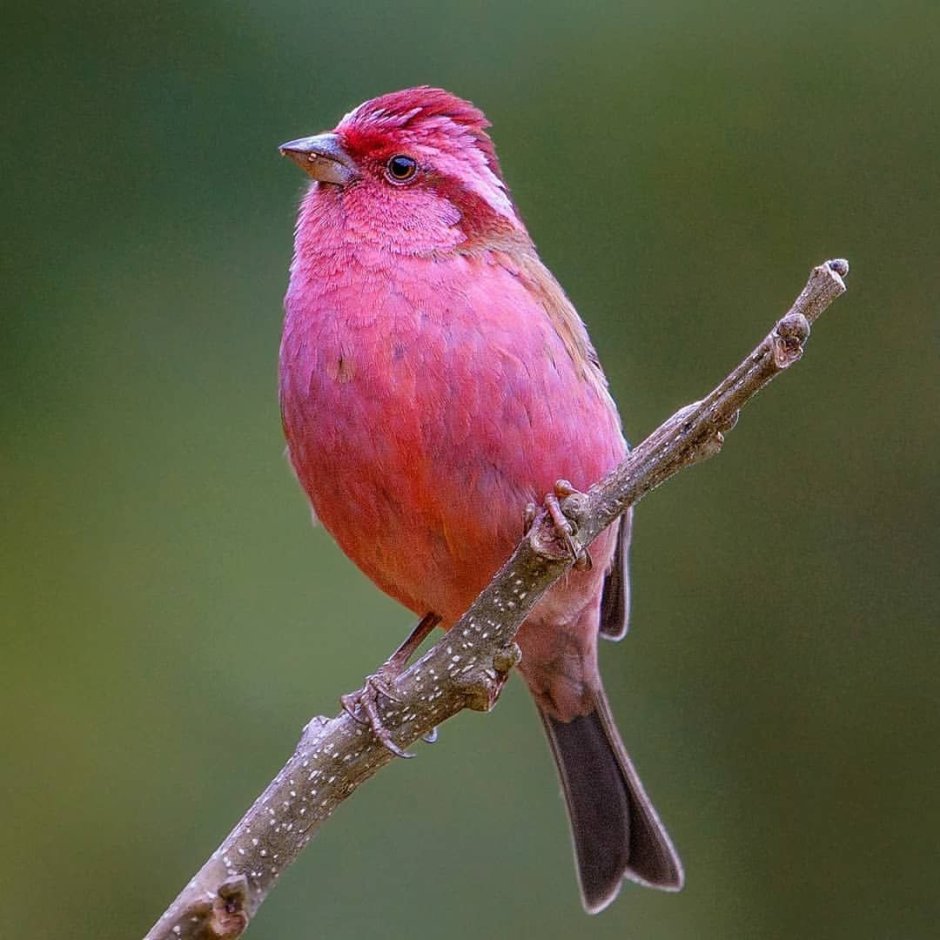 Carpodacus rubicilla