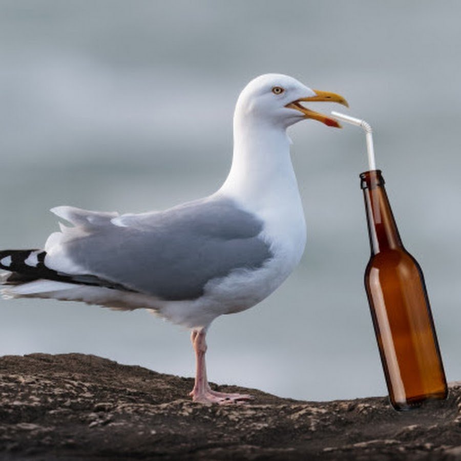 Пьяные птицы