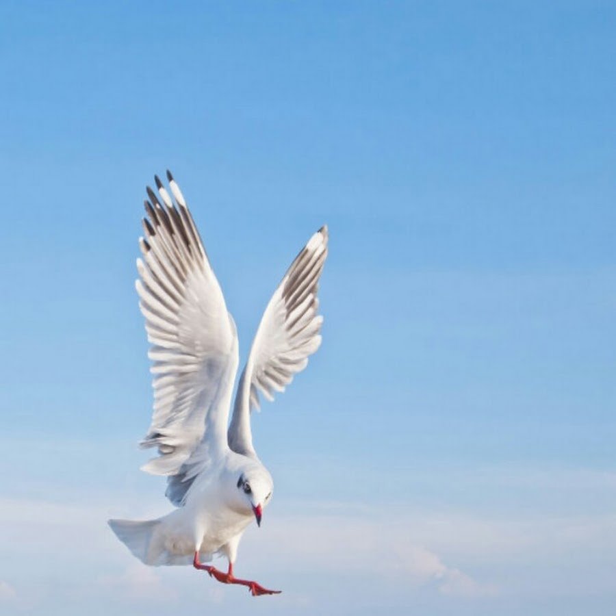 Чайки халеи