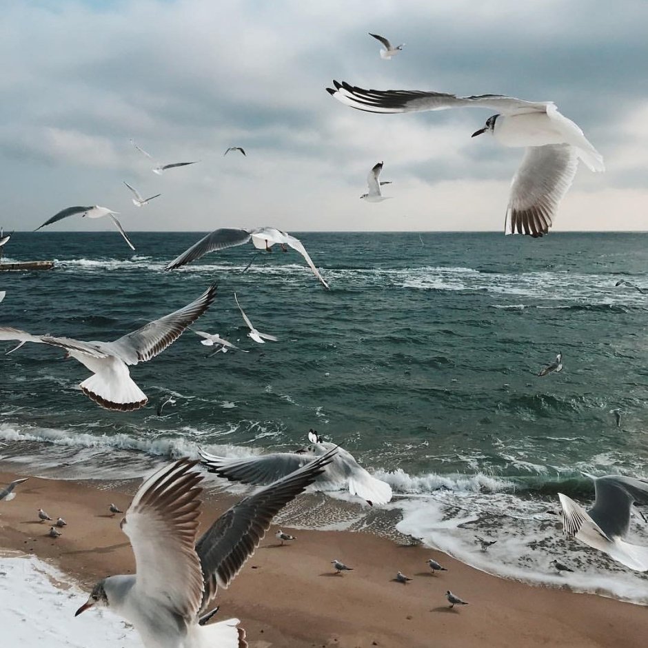 Чайки над волной