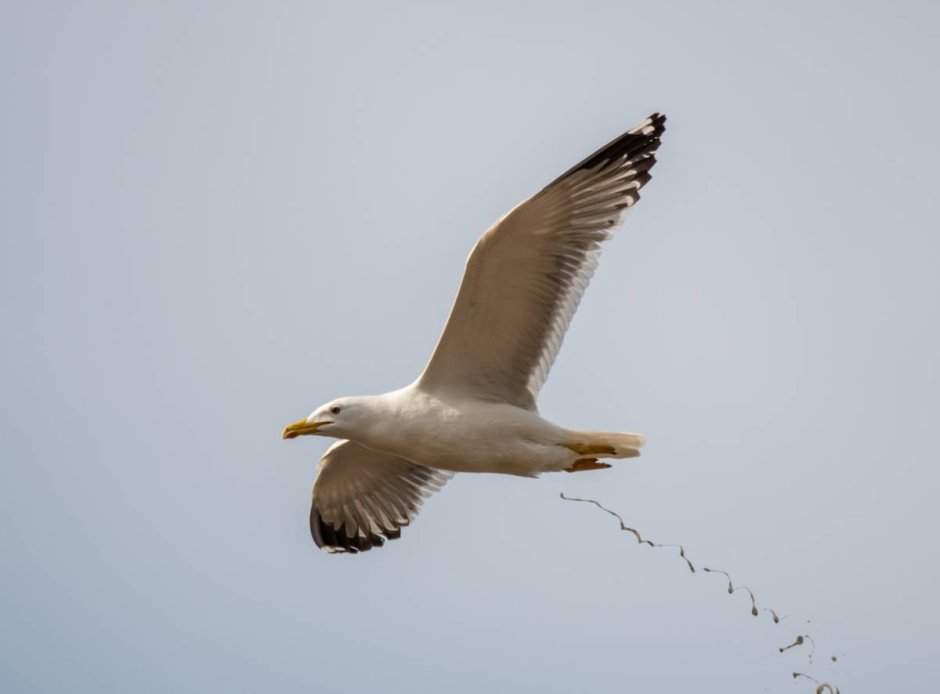 Чайки Халеи