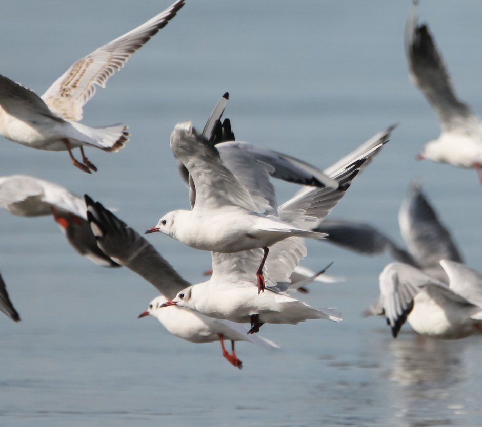 Новогодние Чайки