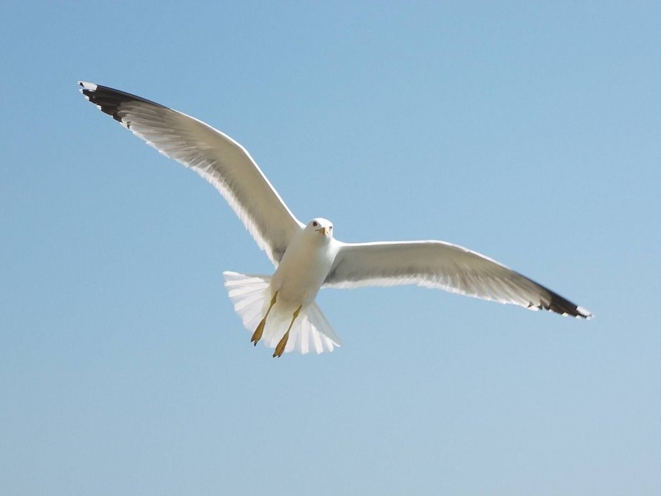 Чайка надпись