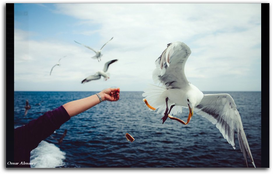 Чайка море девушка