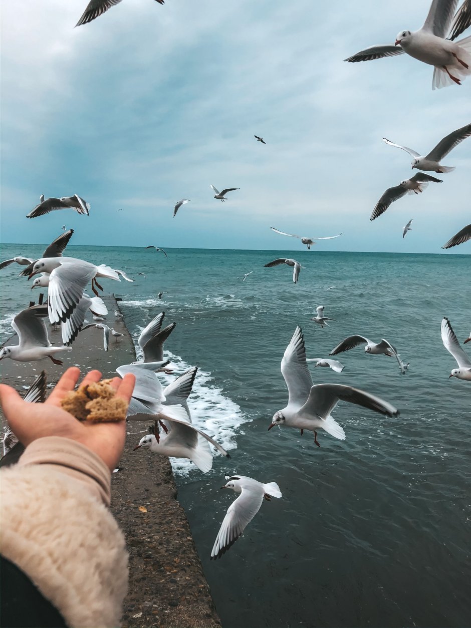 Морские птицы Адлера