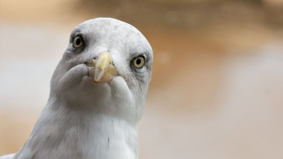 Удивленная Чайка