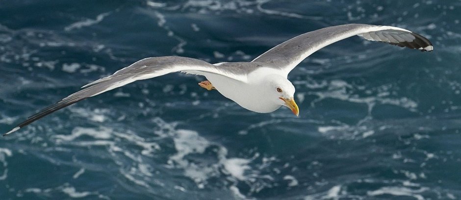 Птицы в небе