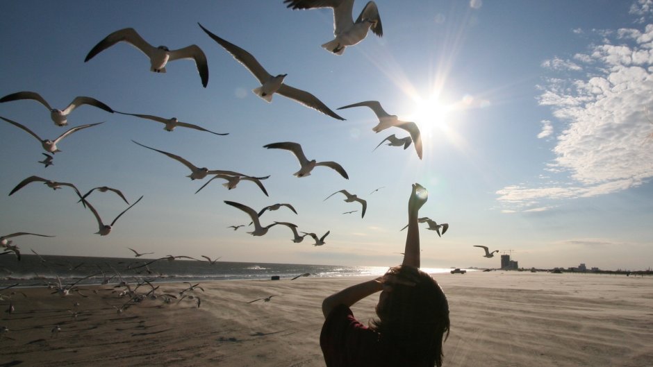 Чайка сидит на палке